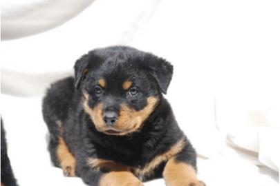 rottweiler-welpen