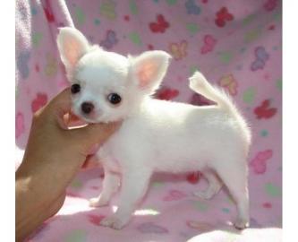 S?sse Qualit?t Chihuahua Welpen. WhatsApp
