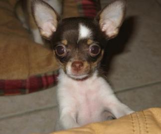 Sch�ne  Chihuahua Welpen  f�r Sie. 