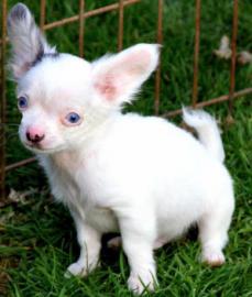 Sch�ne  Chihuahua Welpen  f�r Sie. 