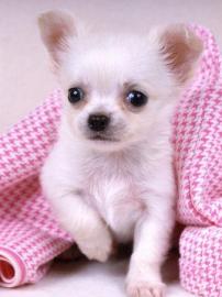 Cute Chihuahua Welpen fr gute Hause