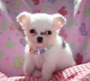 Cute Chihuahua Welpen fr gute Hause