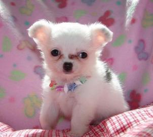 Cute Chihuahua Welpen f�r gute Hause