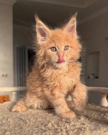 Maine-Coon-K�tzchen zu adoptieren.  Whats
