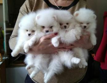 Pomeranien Welpen