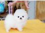 Pomeranian Welpen