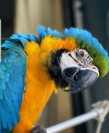 Gesunde blau-goldene Aras