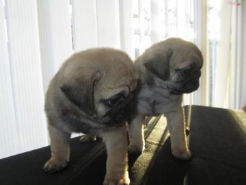 Supersch�ne Mops welpen