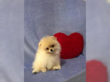 Pomeranian Zwergspitzwelpen