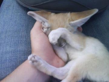 Zwei sch�ne Fennec (fennek) Fuchs