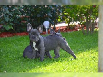 Franz�sische Bulldoggen Welpen in blue