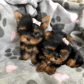 Liebevolle Teacup-Yorkshire-Terrier-Welp