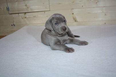 Weimaraner (Kurzhaar) Reinrassige Welpen