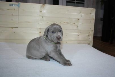 Weimaraner (Kurzhaar) Reinrassige Welpen