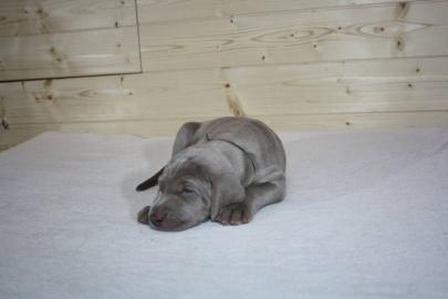 Weimaraner (Kurzhaar) Reinrassige Welpen
