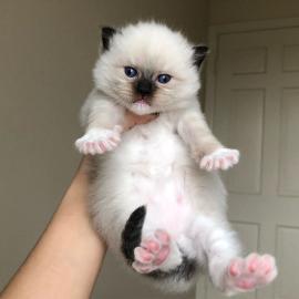 gattini Ragdoll disponibili
