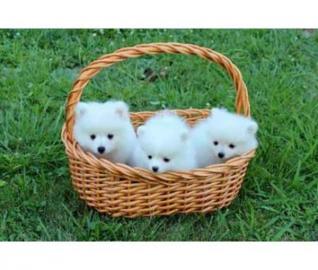 S�sse Zwergspitz-Pomeranian