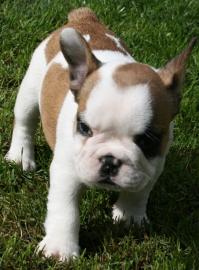 Franz�sische Bulldoggen babys
