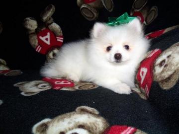 Zwergspitz/ Pomeranian Welpe