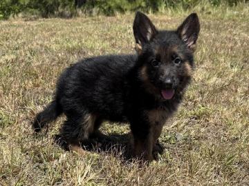 Dt. Sch�ferhund Welpen, VDH/SV, rote Papi