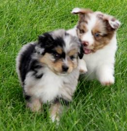 Australian Shepherd Welpen. . 