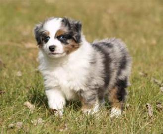 Australian Shepherd Welpen. . 