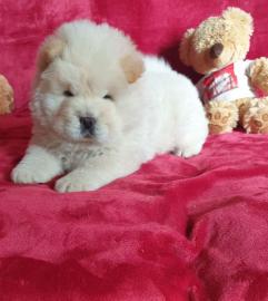 Chow chow Welpen mit Stambaum