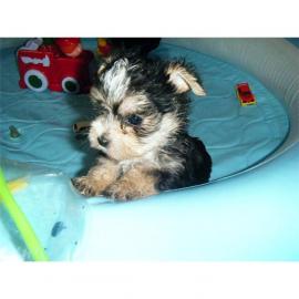 yorkshire- malteser mix super s�ss