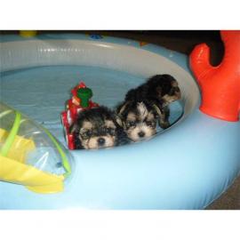 yorkshire- malteser mix super s�ss