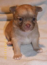 Super S��e Chihuahua Welpen. 