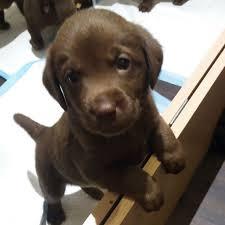 Labrador Welpe reinrassig R?de whatsapp