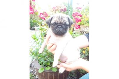 Wundersch�ne Mini Mops Welpen