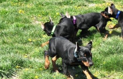 Reinrassige Dobermann Welpen zu Vergebe