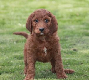 Irish setter puppies