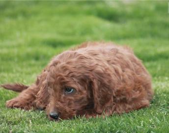 Irish setter puppies