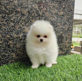 MINI Pomeranian Spitz Welpe