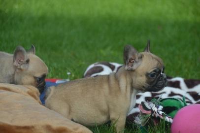 franz�sische Bulldoggen Welpen