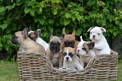 franz�sische Bulldoggen Welpen
