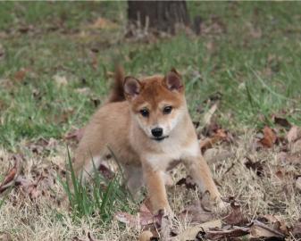 Shiba Inu puppies
