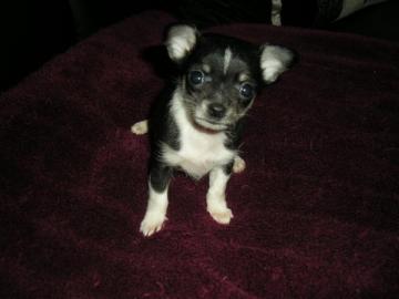 mini Chihuahua Welpe- 10 Wochen alt. 