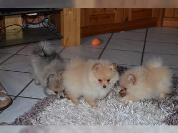 Pomeranian / Zwergspitz Welpen