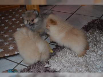 Pomeranian / Zwergspitz Welpen
