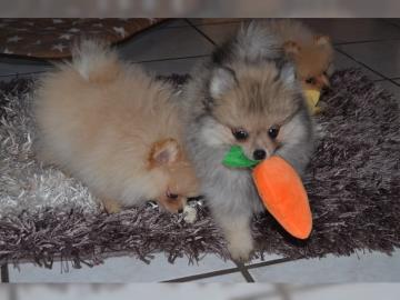 Pomeranian / Zwergspitz Welpen