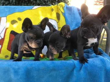 Gut ausgebildete franz�sische Bulldoggen