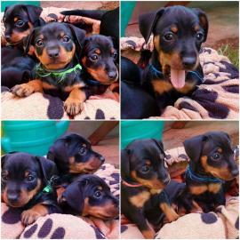 Erh?ltlich Zwergpinscher Welpen