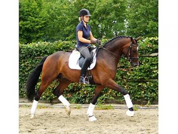 6 jahre Hannoveraner Pferde