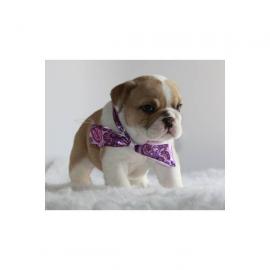Wundersch�ne Englisch Bulldogge Welpen m
