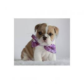 Wundersch�ne Englisch Bulldogge Welpen m