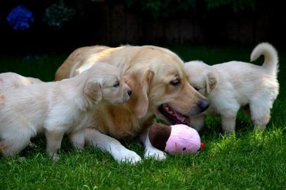 Wundersch�ner Golden Retriever Welpen m
