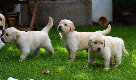 Wundersch�ner Golden Retriever Welpen m
